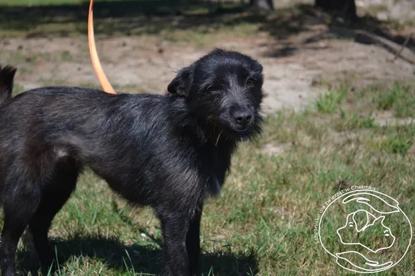 Pies do adopcji, Chełmek, 20 lipca 2024