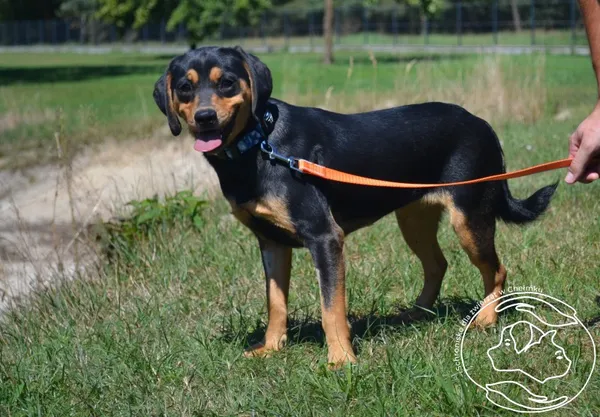 Pies do adopcji, Chełmek, 20 lipca 2024