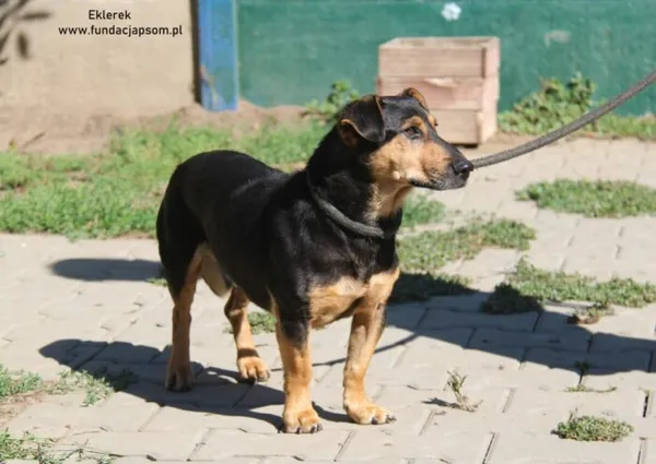 Pies do adopcji, Nowy Dwór Mazowiecki, 14 sierpnia 2024 (2/5)