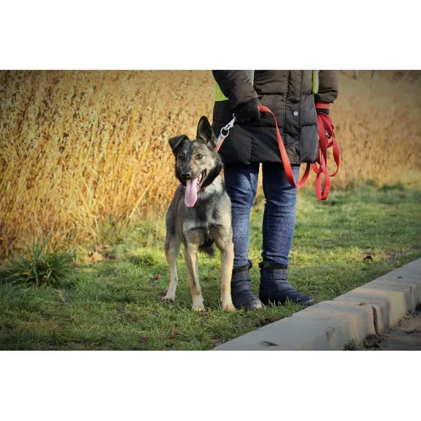 Znaleziono psa, Białystok, 8 sierpnia 2024 (3/4)