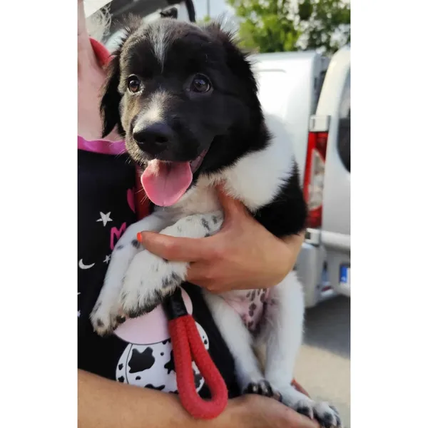 Znaleziono psa, Białystok, 17 lipca 2024