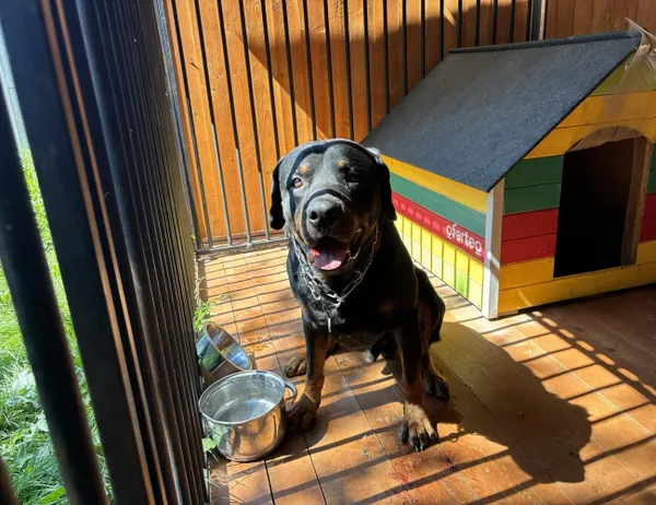 Znaleziono psa, Świdnica, 14 sierpnia 2024