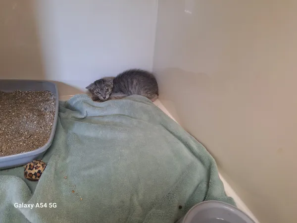 Kot do adopcji, Orzechowce, 13 sierpnia 2024 (1/2)