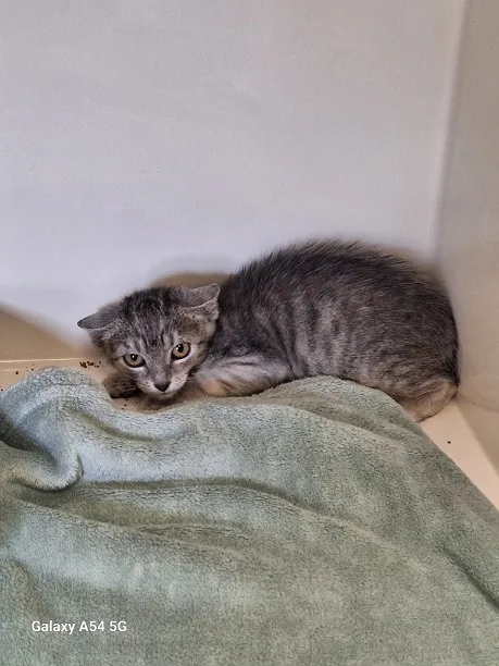 Kot do adopcji, Orzechowce, 13 sierpnia 2024 (2/2)