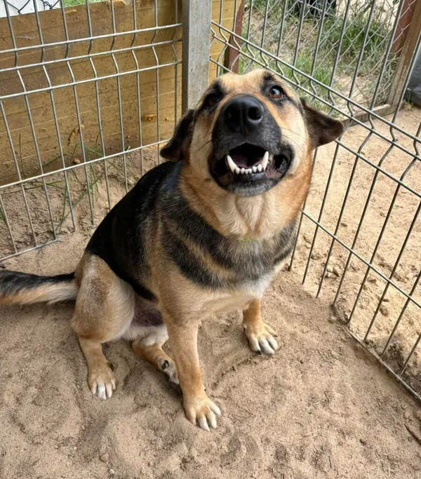 Pies do adopcji, Przyborówko, 12 czerwca 2025 (1/4)