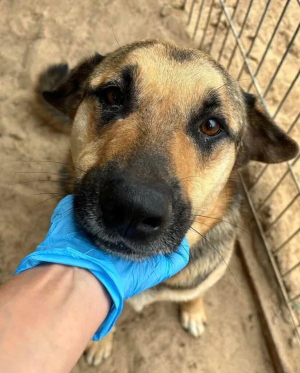 Pies do adopcji, Przyborówko, 12 czerwca 2025 (2/4)