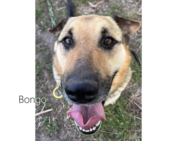 Pies do adopcji, Przyborówko, 12 czerwca 2025 (4/4)