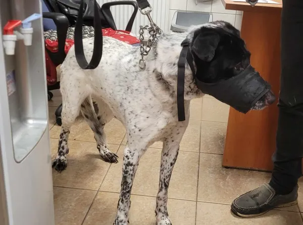 Znaleziono psa, Toruń, 11 sierpnia 2024