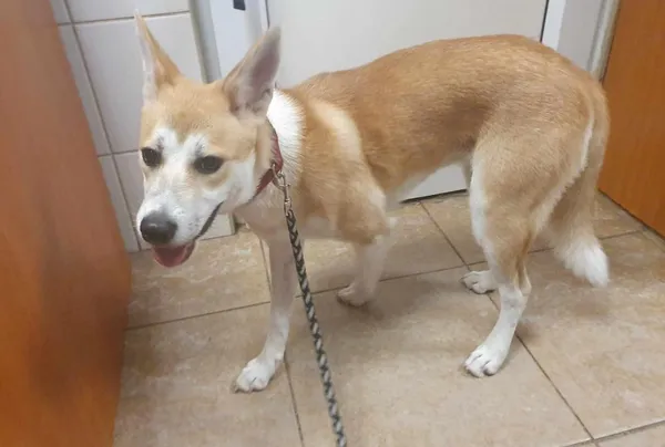 Znaleziono psa, Toruń, 8 sierpnia 2024