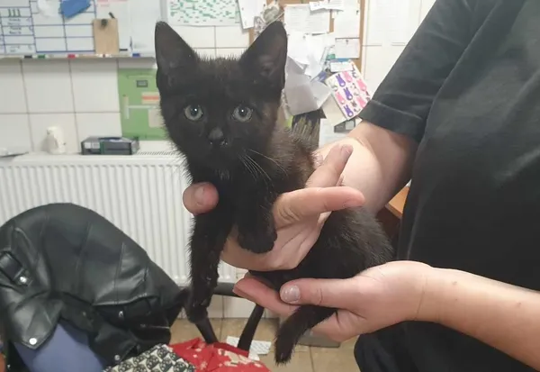 Znaleziono kota, Toruń, 8 sierpnia 2024