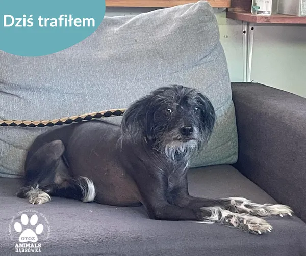 Znaleziono psa, Dąbrówka, 14 sierpnia 2024 (2/2)