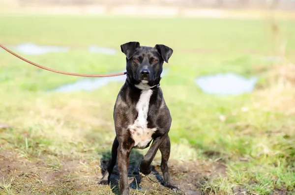 Oddam psa, Olsztyn, Wojska Polskiego, 15 sierpnia 2024 (1/4)