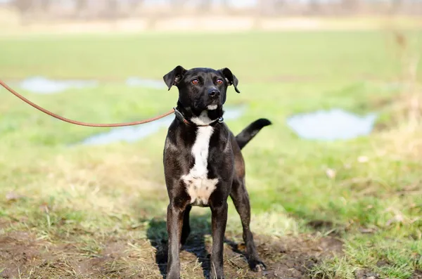 Oddam psa, Olsztyn, Wojska Polskiego, 15 sierpnia 2024 (2/4)