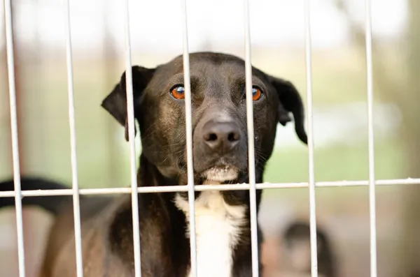 Oddam psa, Olsztyn, Wojska Polskiego, 15 sierpnia 2024 (3/4)