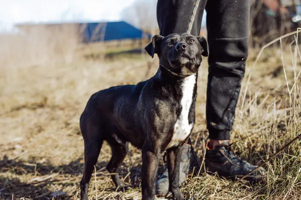 Oddam psa, Olsztyn, Wojska Polskiego, 15 sierpnia 2024 (4/4)