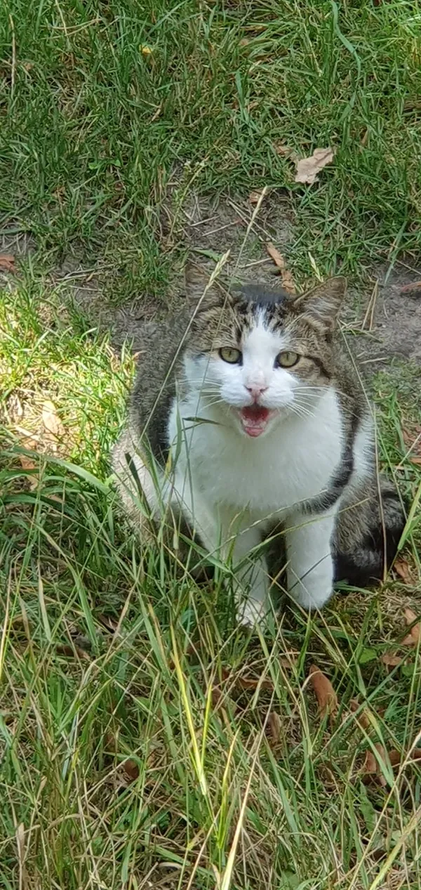 Znaleziono kota, Karczew, 15 sierpnia 2024 (2/2)