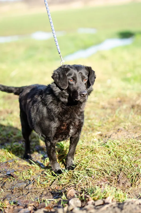 Oddam psa, Olsztyn, Grunwaldzkie, 15 sierpnia 2024 (1/4)