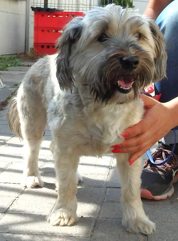 Znaleziono psa, Łódź, 15 sierpnia 2024 (2/2)