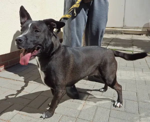 Znaleziono psa, Łódź, 14 sierpnia 2024 (2/2)