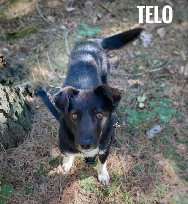 Pies do adopcji, Rytlów, 15 sierpnia 2024