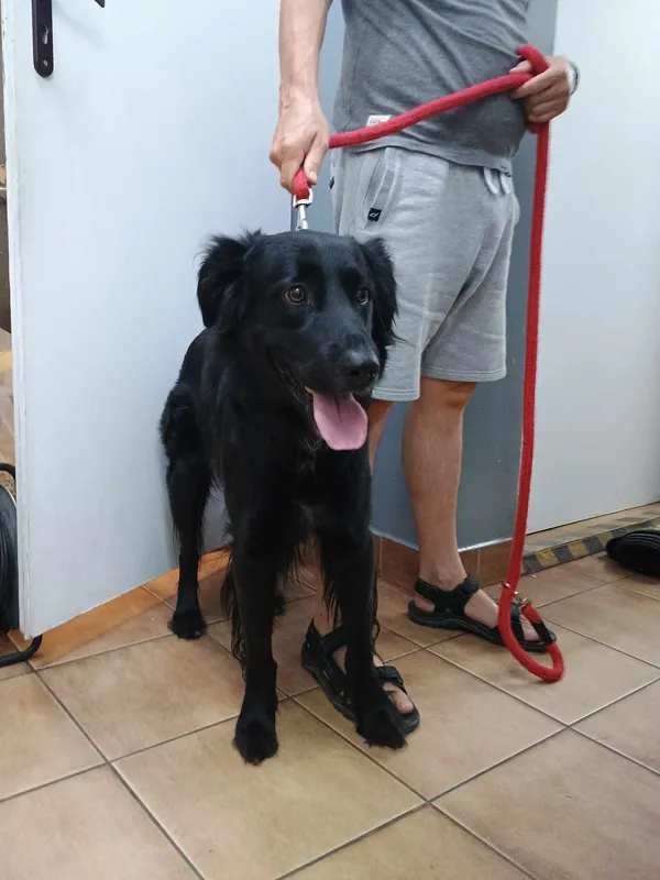 Znaleziono psa, Sosnowiec, 12 sierpnia 2024