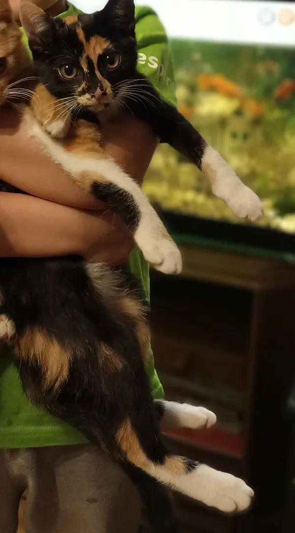 Zaginął kot, Lublin, Wrotków, 16 sierpnia 2024