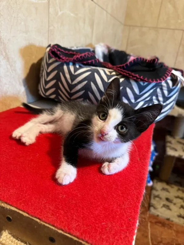 Kot do adopcji, Korabiewice, 16 sierpnia 2024 (1/3)