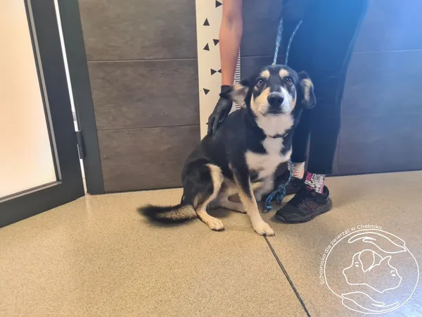 Znaleziono psa, Chełmek, 15 sierpnia 2024