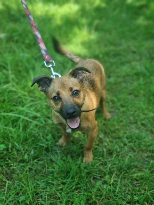 Pies do adopcji, Żywiec, 16 sierpnia 2024 (1/5)