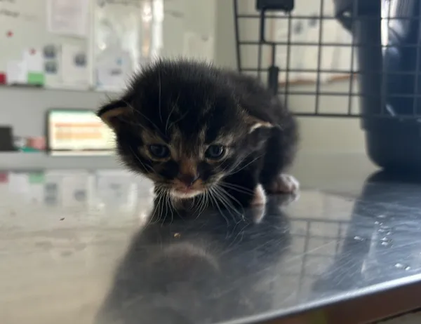 Znaleziono kota, Świdnica, 16 sierpnia 2024