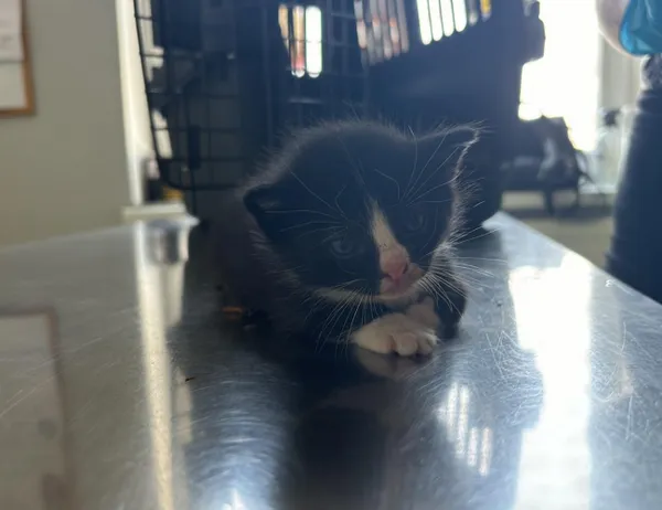 Znaleziono kota, Świdnica, 16 sierpnia 2024