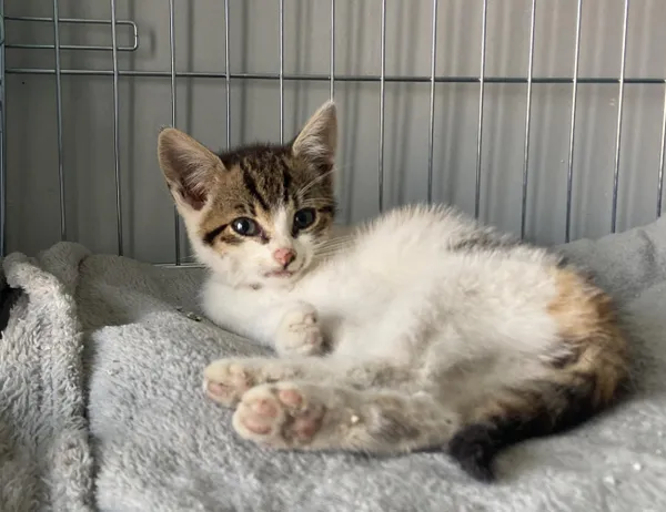 Znaleziono kota, Świdnica, 15 sierpnia 2024