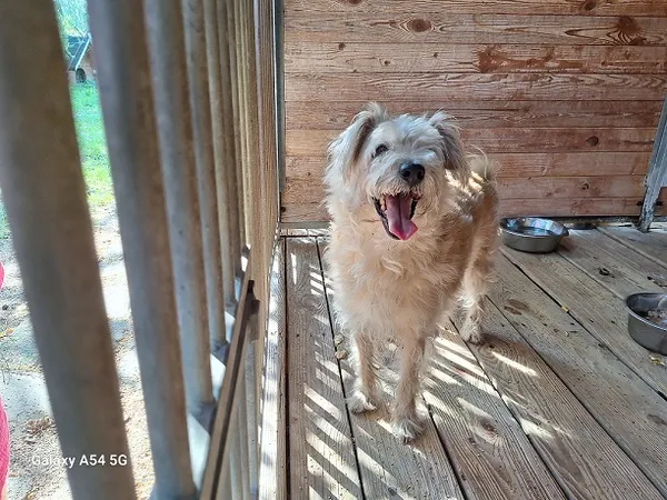 Pies do adopcji, Orzechowce, 16 sierpnia 2024 (1/4)