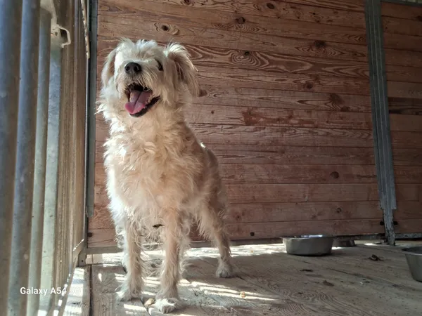 Pies do adopcji, Orzechowce, 16 sierpnia 2024 (3/4)