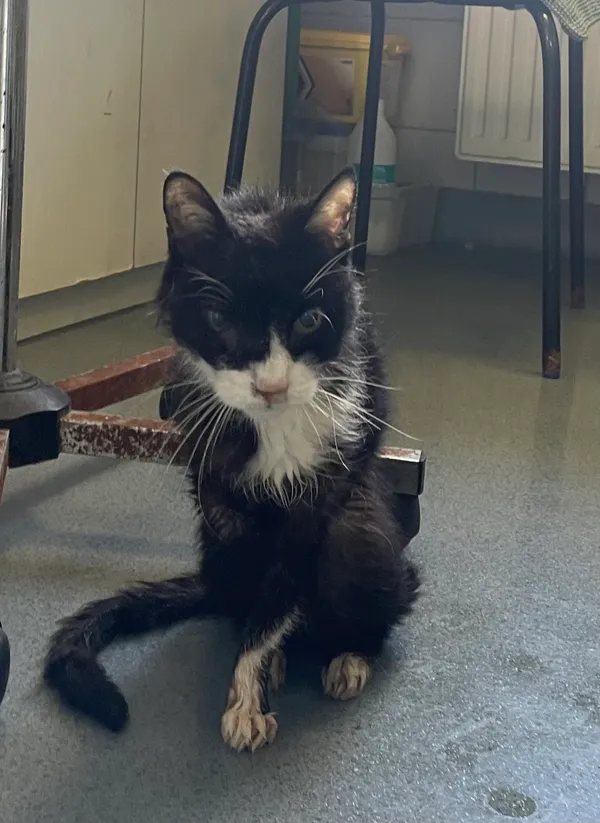 Znaleziono kota, Lublin, 15 sierpnia 2024