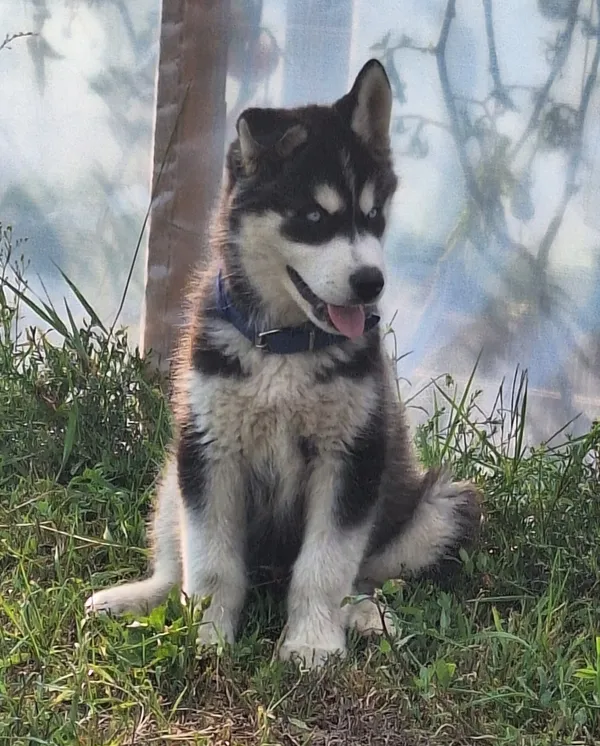 Zaginął pies, Sypniewo, 16 sierpnia 2024 (1/2)