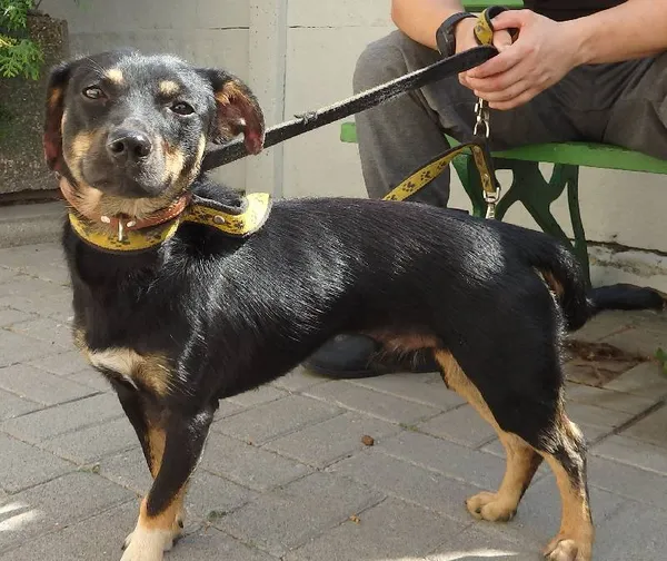 Znaleziono psa, Łódź, 15 sierpnia 2024 (1/2)