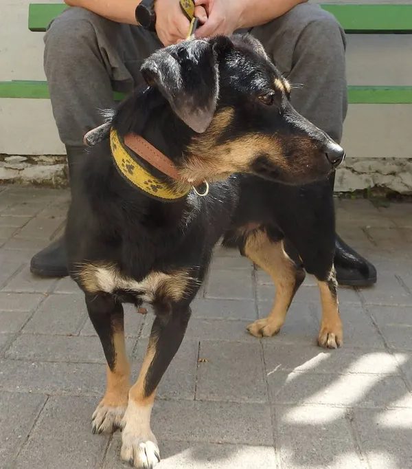 Znaleziono psa, Łódź, 15 sierpnia 2024 (2/2)