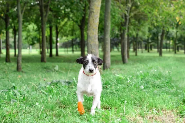 Pies do adopcji, Radom, 16 sierpnia 2024 (1/5)