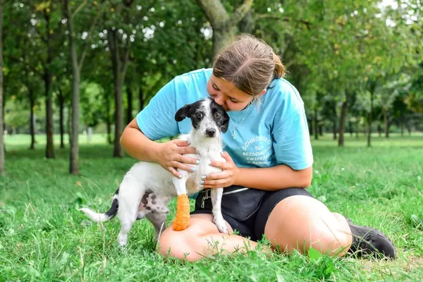 Pies do adopcji, Radom, 16 sierpnia 2024 (2/5)