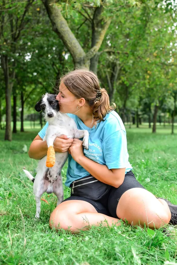 Pies do adopcji, Radom, 16 sierpnia 2024 (3/5)