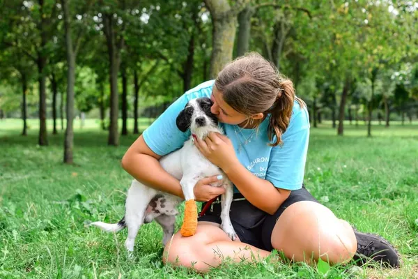 Pies do adopcji, Radom, 16 sierpnia 2024 (4/5)