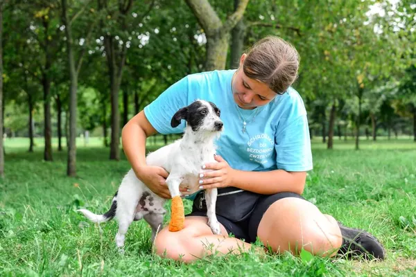 Pies do adopcji, Radom, 16 sierpnia 2024 (5/5)