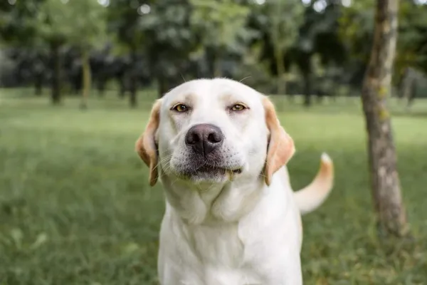 Pies do adopcji, Radom, 16 sierpnia 2024 (2/5)