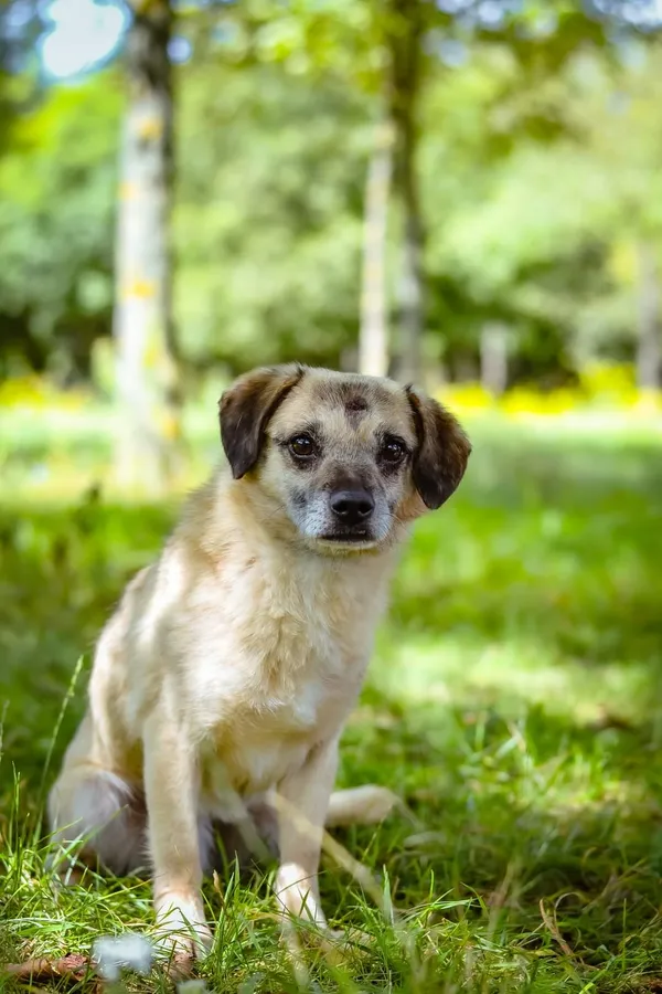 Pies do adopcji, Radom, 16 sierpnia 2024 (1/5)