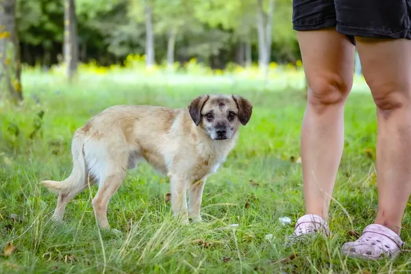 Pies do adopcji, Radom, 16 sierpnia 2024 (2/5)