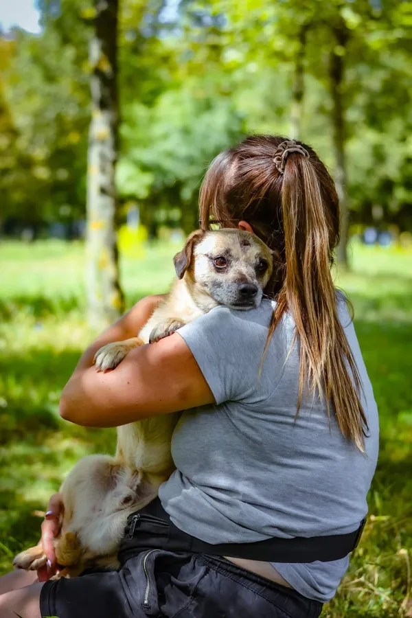 Pies do adopcji, Radom, 16 sierpnia 2024 (4/5)