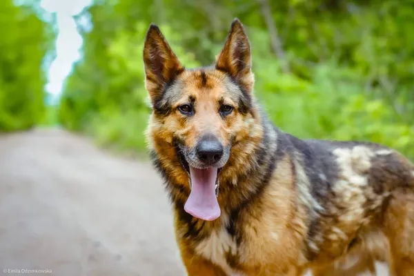 Pies do adopcji, Radom, 16 sierpnia 2024 (1/5)