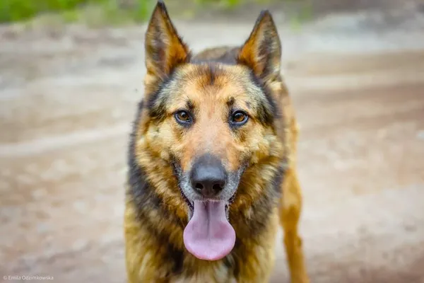 Pies do adopcji, Radom, 16 sierpnia 2024 (2/5)