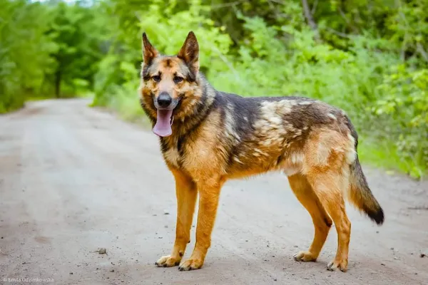 Pies do adopcji, Radom, 16 sierpnia 2024 (3/5)